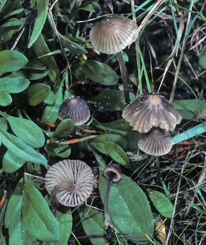 Mycena capillaripes
